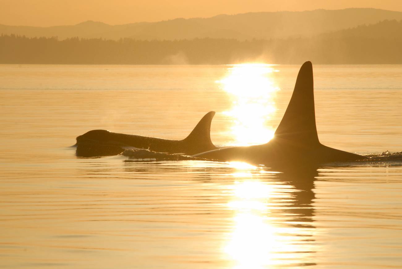 Una madre orca con menopausia con su hijo adulto. Imagen: David Ellifri / Centro para la Investigación de Ballenas (EE UU).  