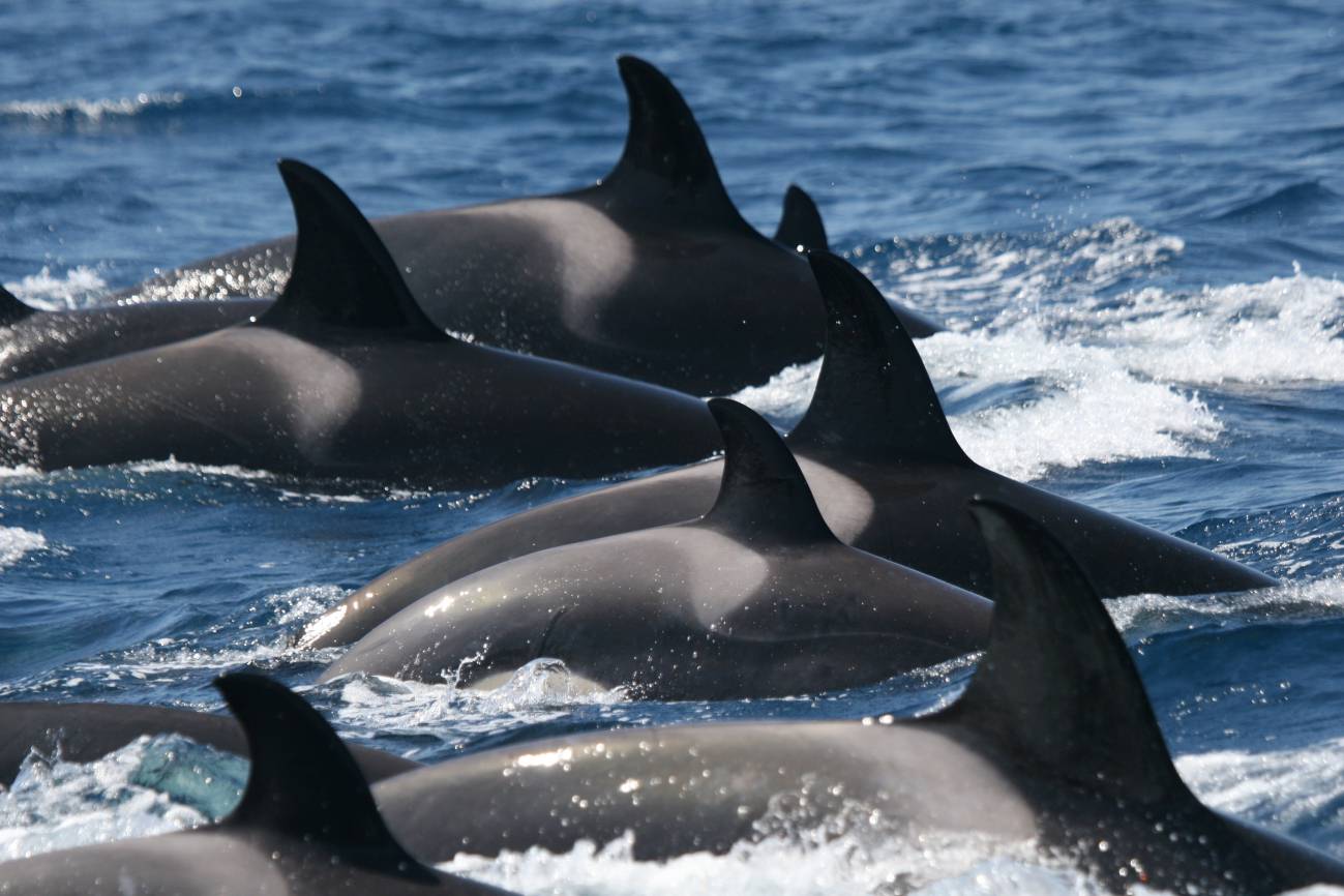 La distribución de las orcas está delimitada al golfo de Cádiz en primavera y el estrecho de Gibraltar en verano./ CIRCE