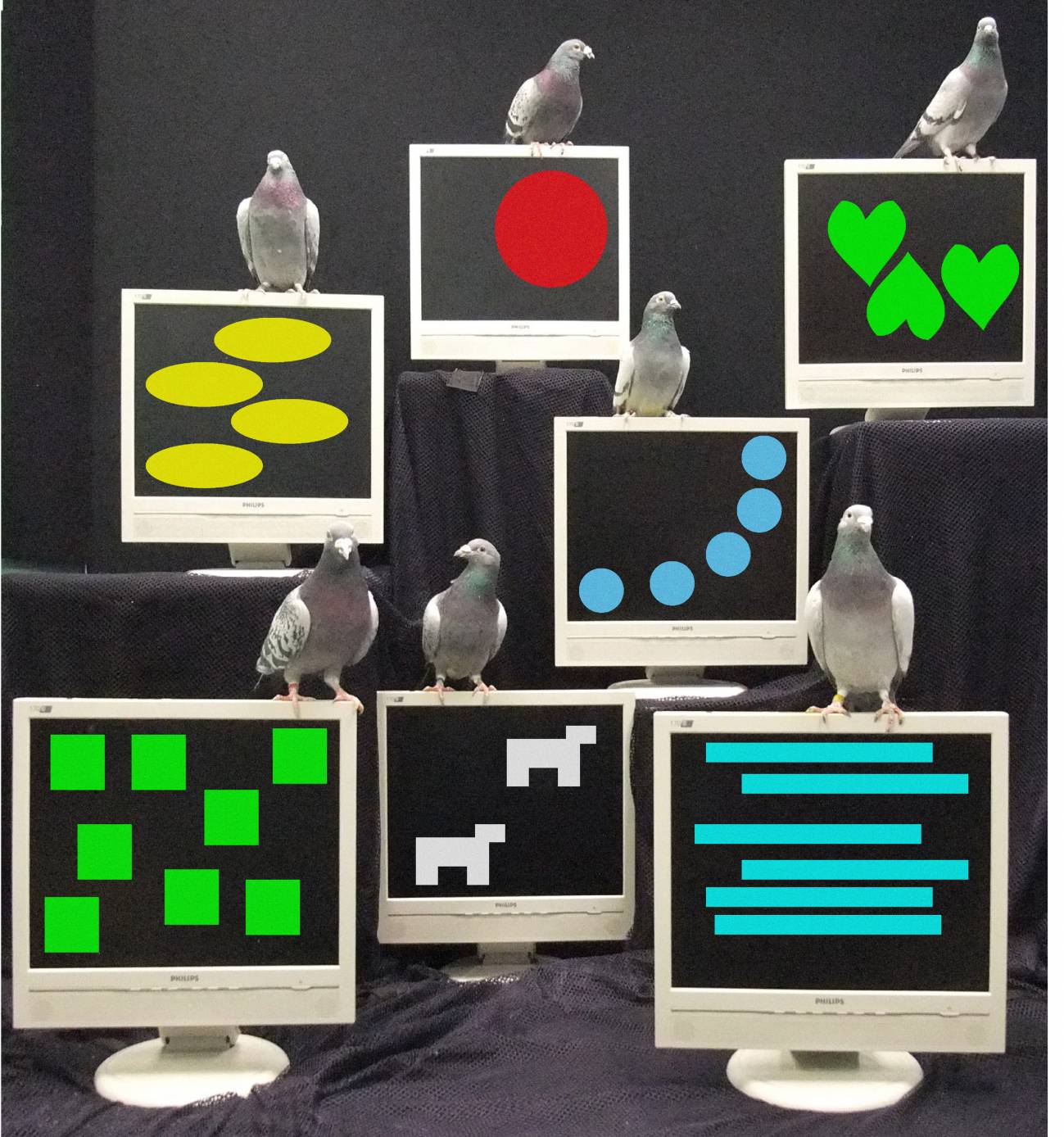 Montaje de varias palomas posadas sobre las imágenes utilzadas en el experimento