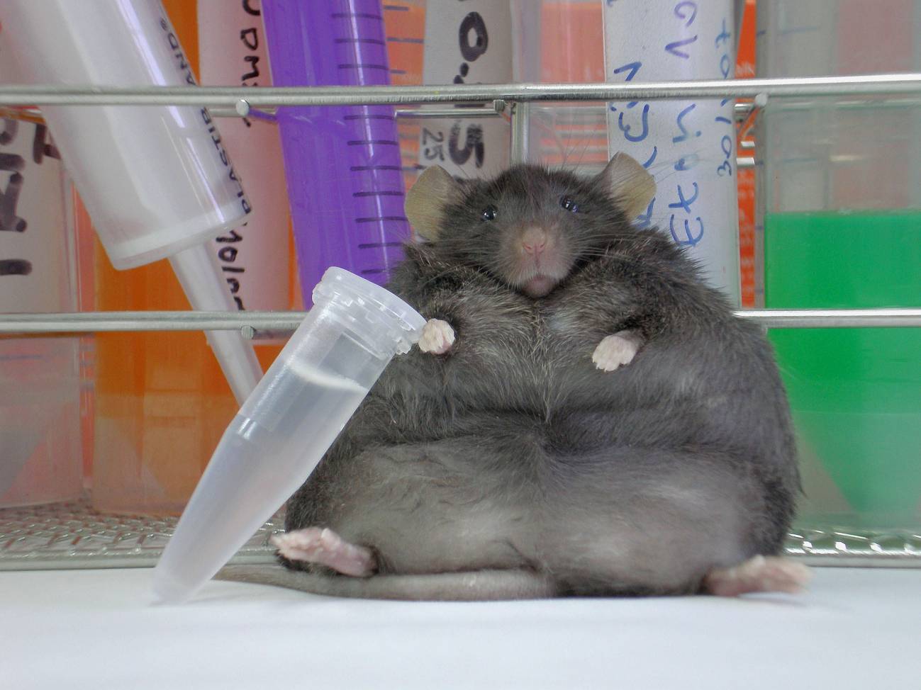 Un ratón que presenta obesidad severa, en un laboratorio de la Universidad de Navarra