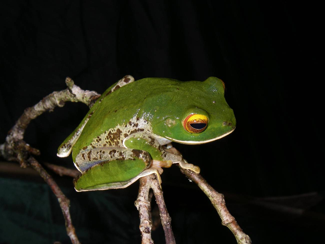Rana (Boophis praedictus) de Madagascar. Imagen: David Vieites / MNCN-CSIC.