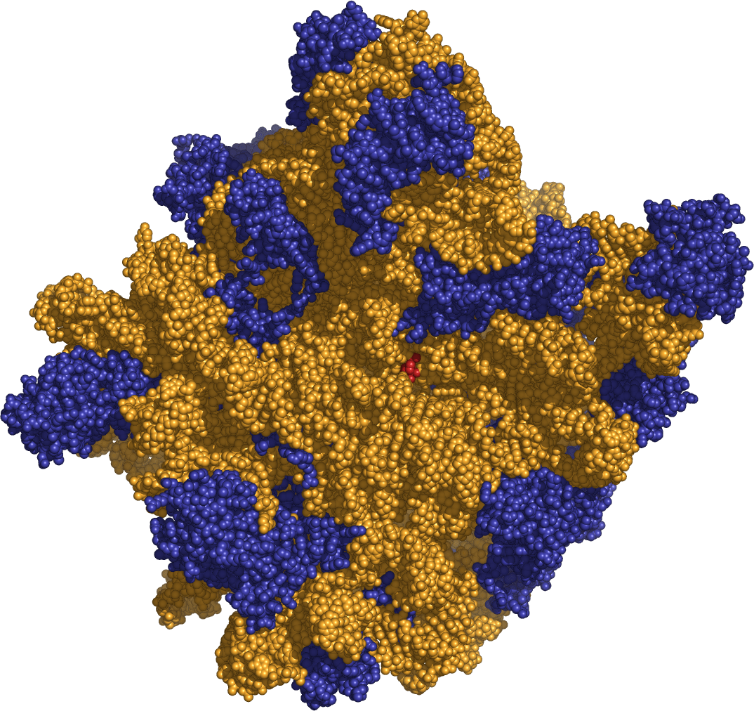 Ribosoma 50S que muestra el ARNr (amarillo). Imagen: Wikipedia