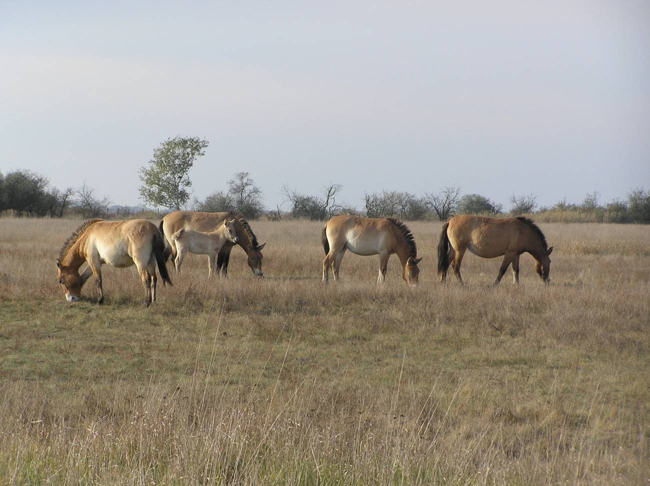 Plano general de unos caballos de 'Przewalski', el pariente silvestre más cercano del antepasado del caballo doméstico