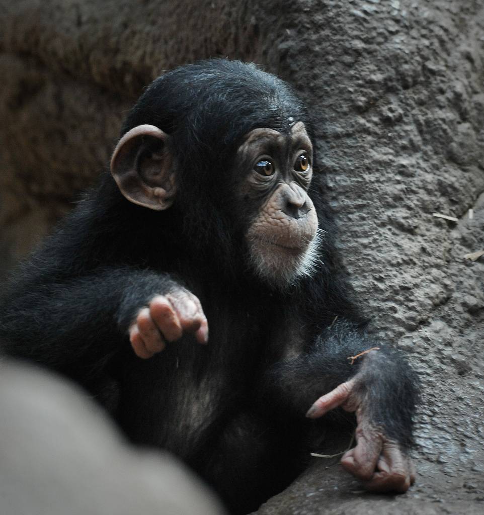 Los chimpancés en raras ocasiones toman la iniciativa a la hora de ayudar. Imagen: Steve Harris