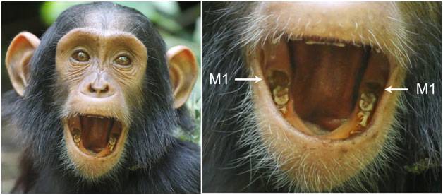 El bebé chimpancé Azania mostrando la aparición de los dos primeros molares inferiores (M1) con 3,1 años de edad. Imagen: Andrew Bernand.