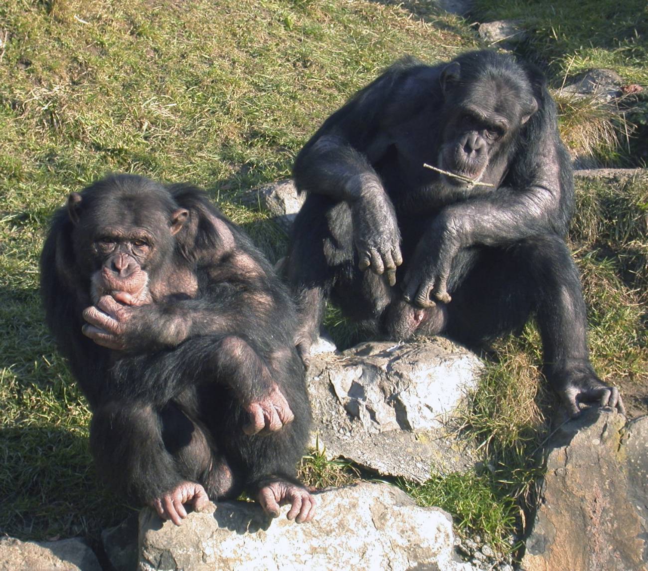En la imagen, Los chimpancés Digit y Cess, machos dominantes del zoo suizo de Gossau, acostumbran a mantener la paz entre los miembros de su misma especie.