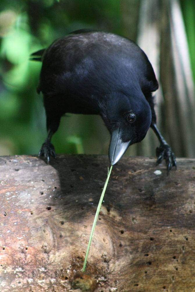 Ejemplar de cuervo Nueva Caledonia. Imagen: Mick Sibley. 