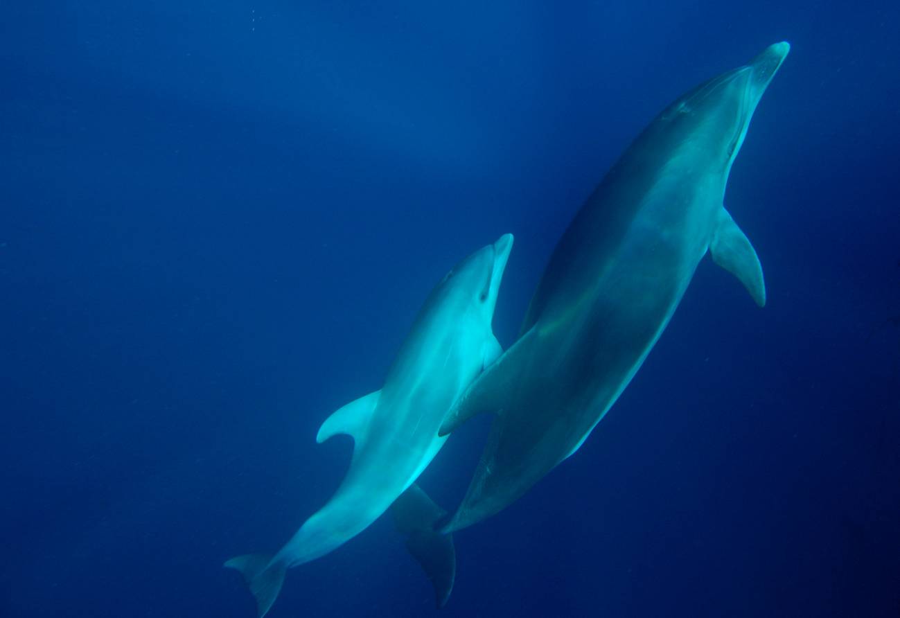 Los delfines dialogan con diplomacia