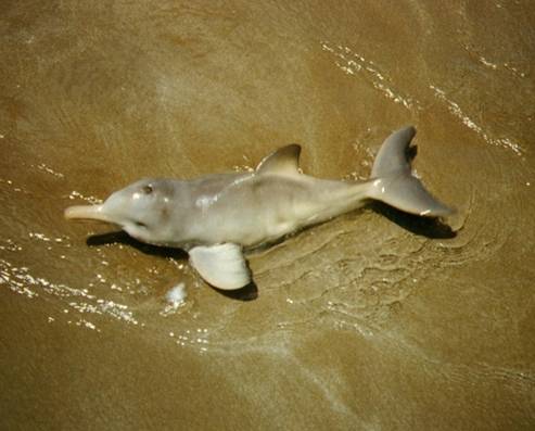 Los delfines empiezan a degradar los insecticidas y a expulsarlos cuando se convierten en ejemplares adultos. Imagen: CSIC. 