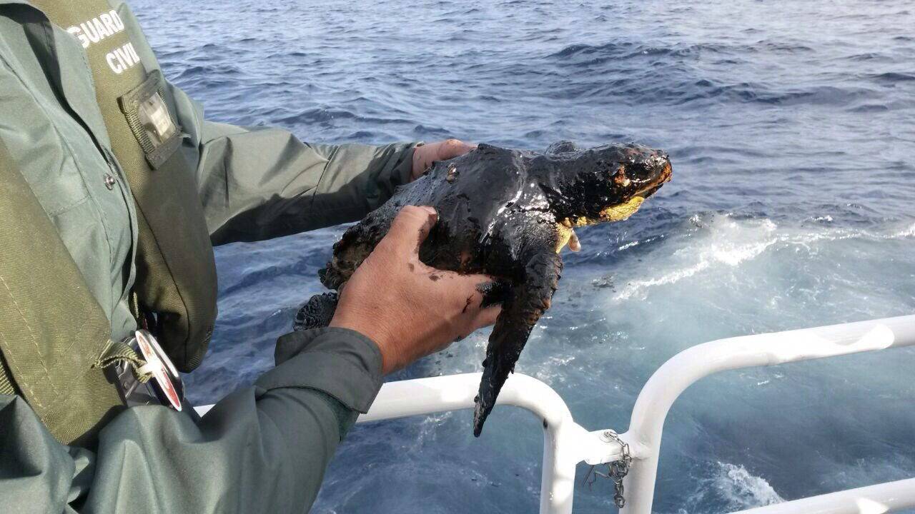 Fotografía facilitada por el Centro de Recuperación de Fauna Silvestre de Tarifa, del momento en el que una patrullera de la Guardia Civil del Mar rescató anoche una tortuga boba impregnada de hidrocarburos en la zona afectada por la mancha de combustible. / Efe