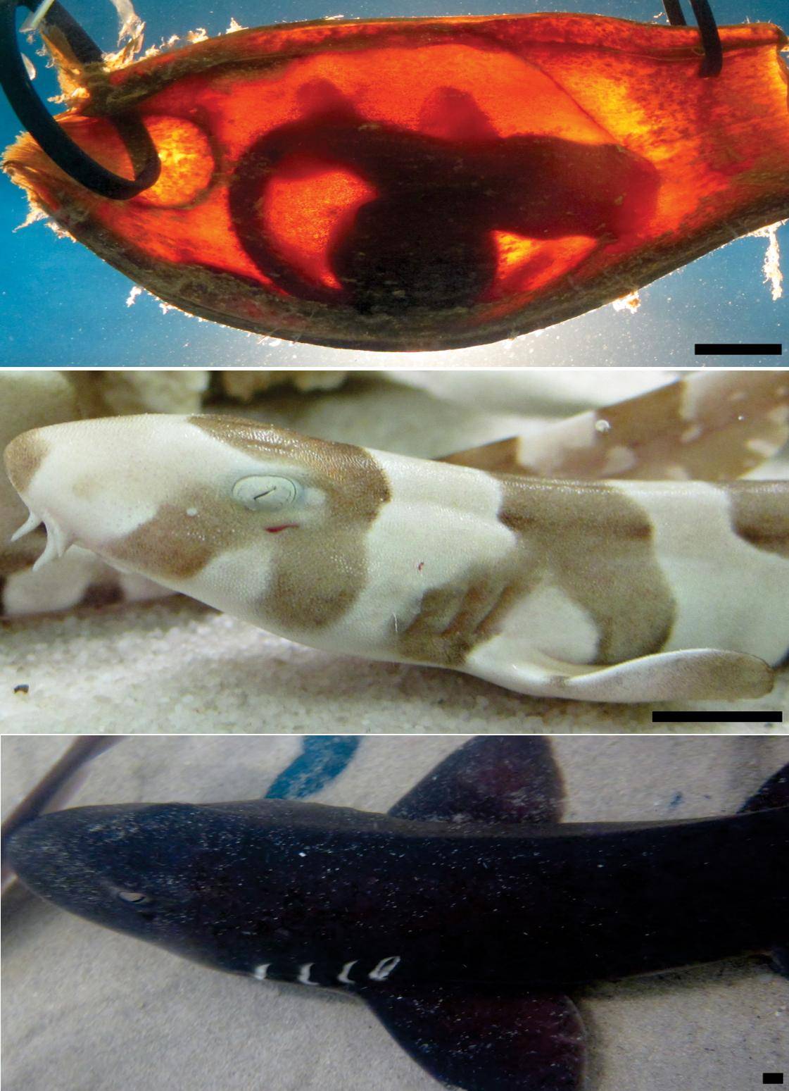 Las fotografías representan las tres etapas principales de la vida del tiburón bambú (Chiloscyllium punctatum). Imagen: PLoS ONE.  