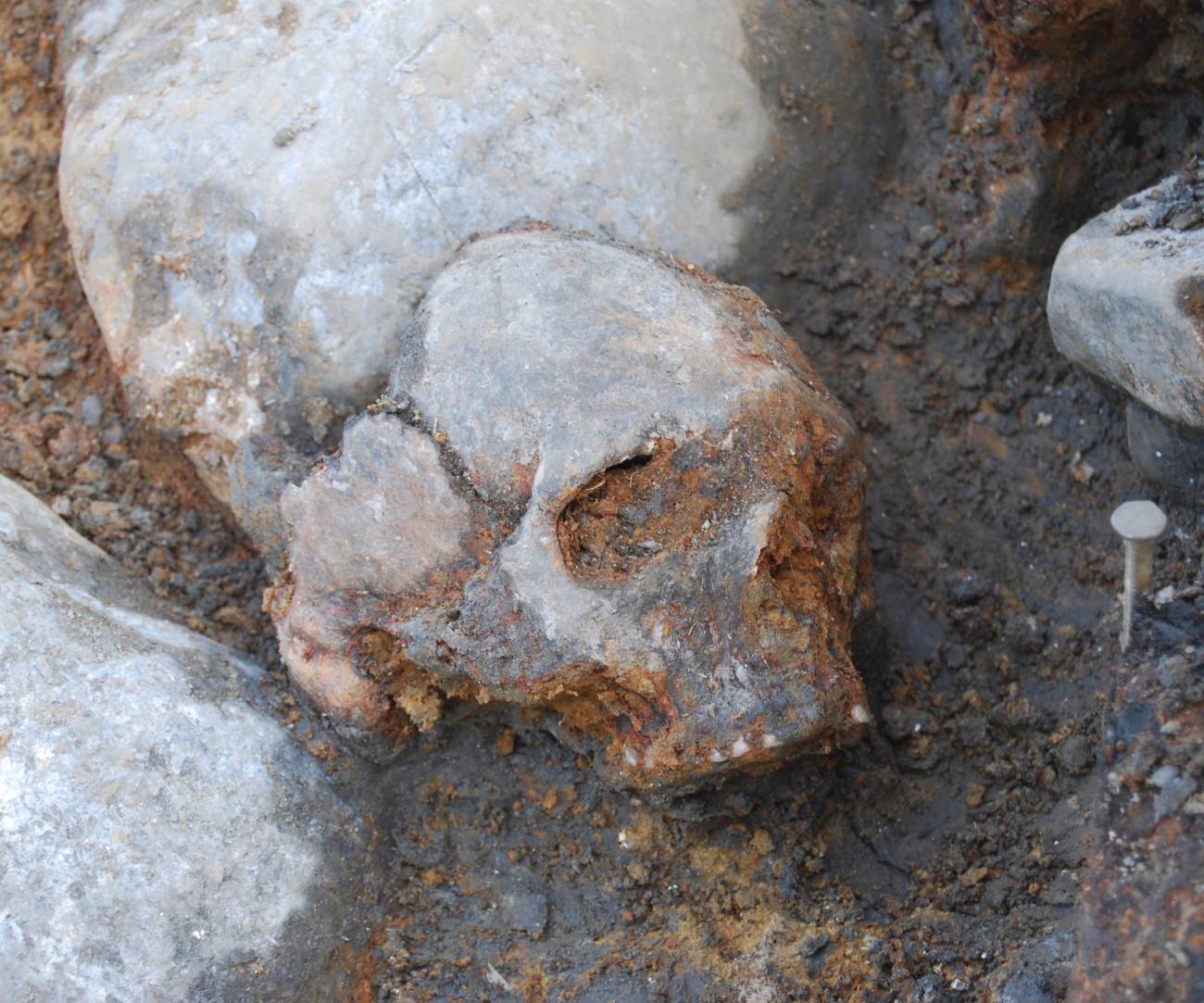 Cráneo de mujer del yacimiento de Kanaljorden en Motala (Suecia), excavado entre 2009 y 2013. / Fredrik Hallgren. 