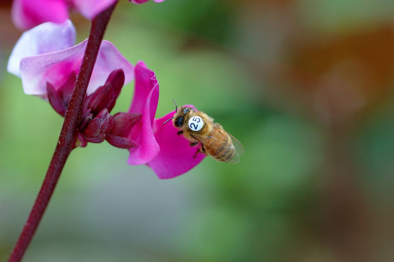 Una de las abejas usada en los experimentos. Imagen: Science.