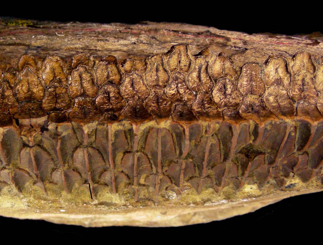 Su dentadura incluía todos los constituyentes propios de la molida de los mamíferos. Imagen: M.Erickson  
