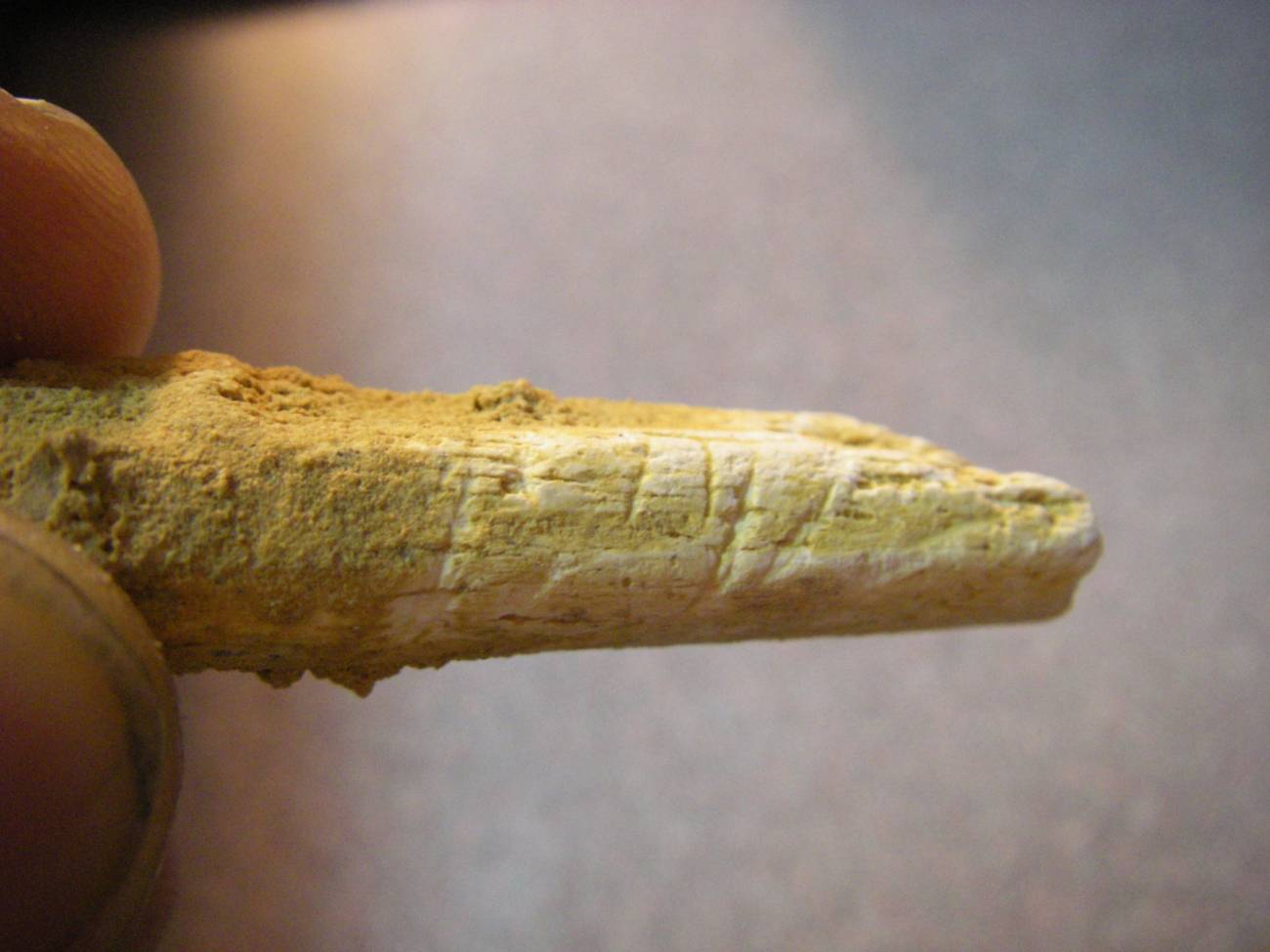 Hueso de un brazo de un neandertal con marcas de corte hallado en la cueva de El Sidrón (Asturias). / Thomas Higham.