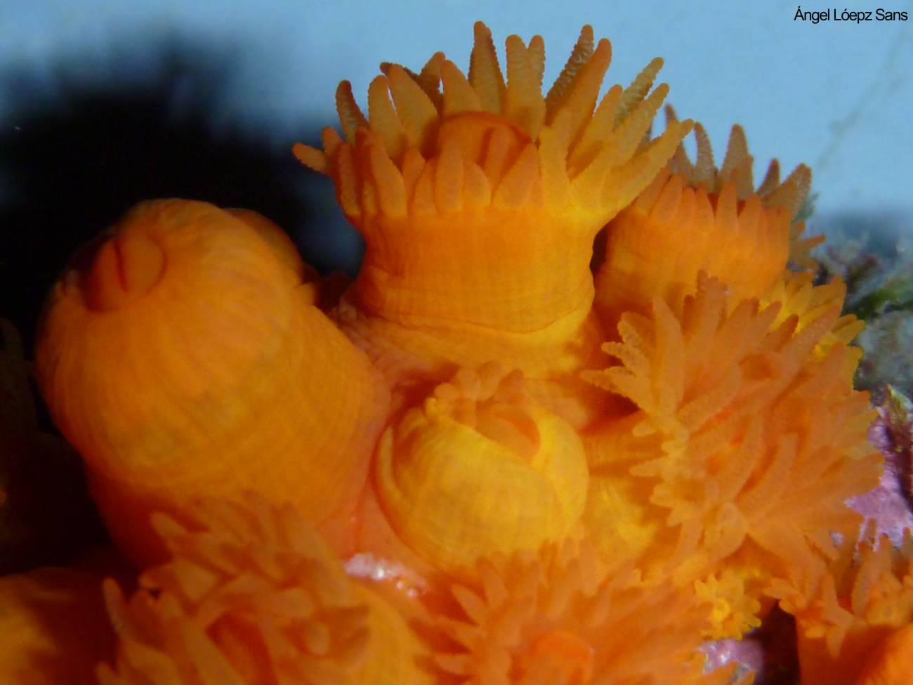 La acidificación de los océanos afecta la biología marina, como el coral anaranjado. Imagen: Ángel López Sans.