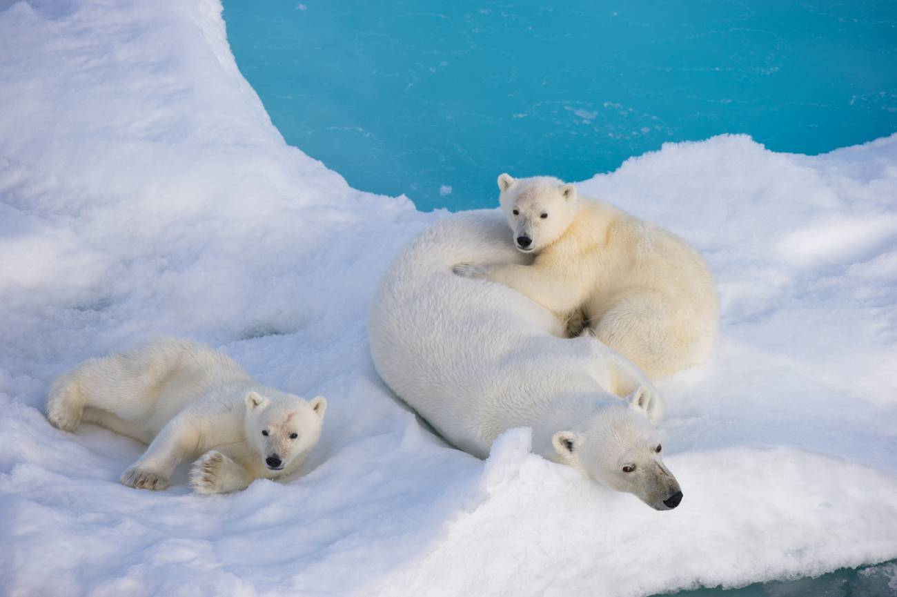 Mecánica Patentar emocional Los osos polares son unas cinco veces más antiguos de lo que se creía