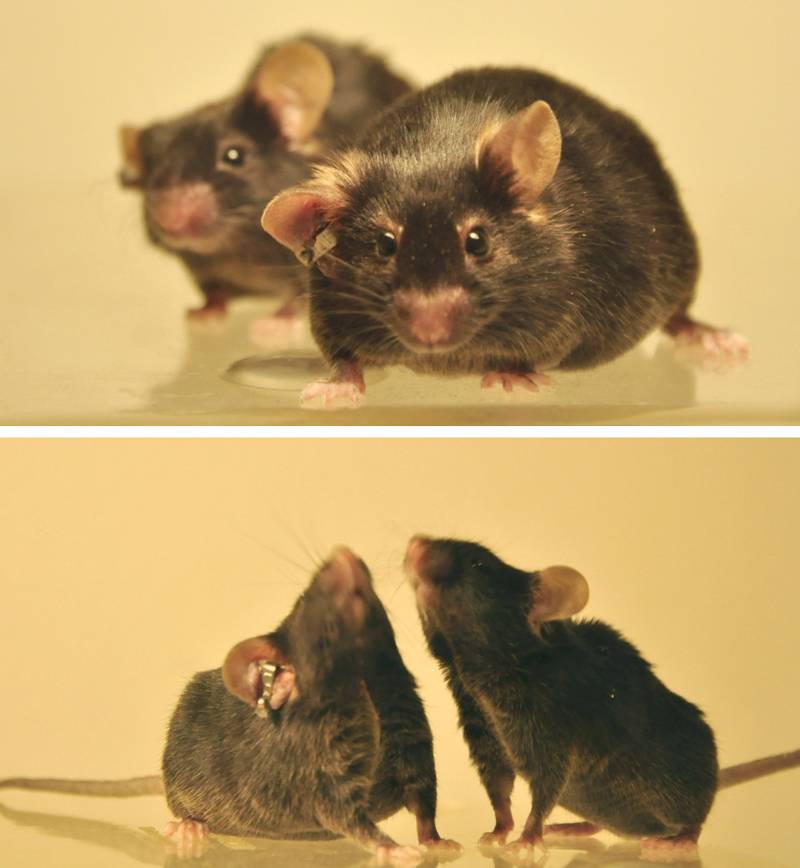 Los ratones sanos que eran aislados durante tres semanas no sufrieron ningún cambio sobre su comportamiento. Imagen: S. Karaki and F.
