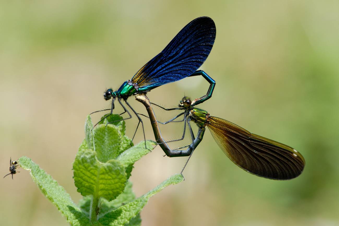 Mariposas, escarabajos y libélulas europeos van camino de la extinción 