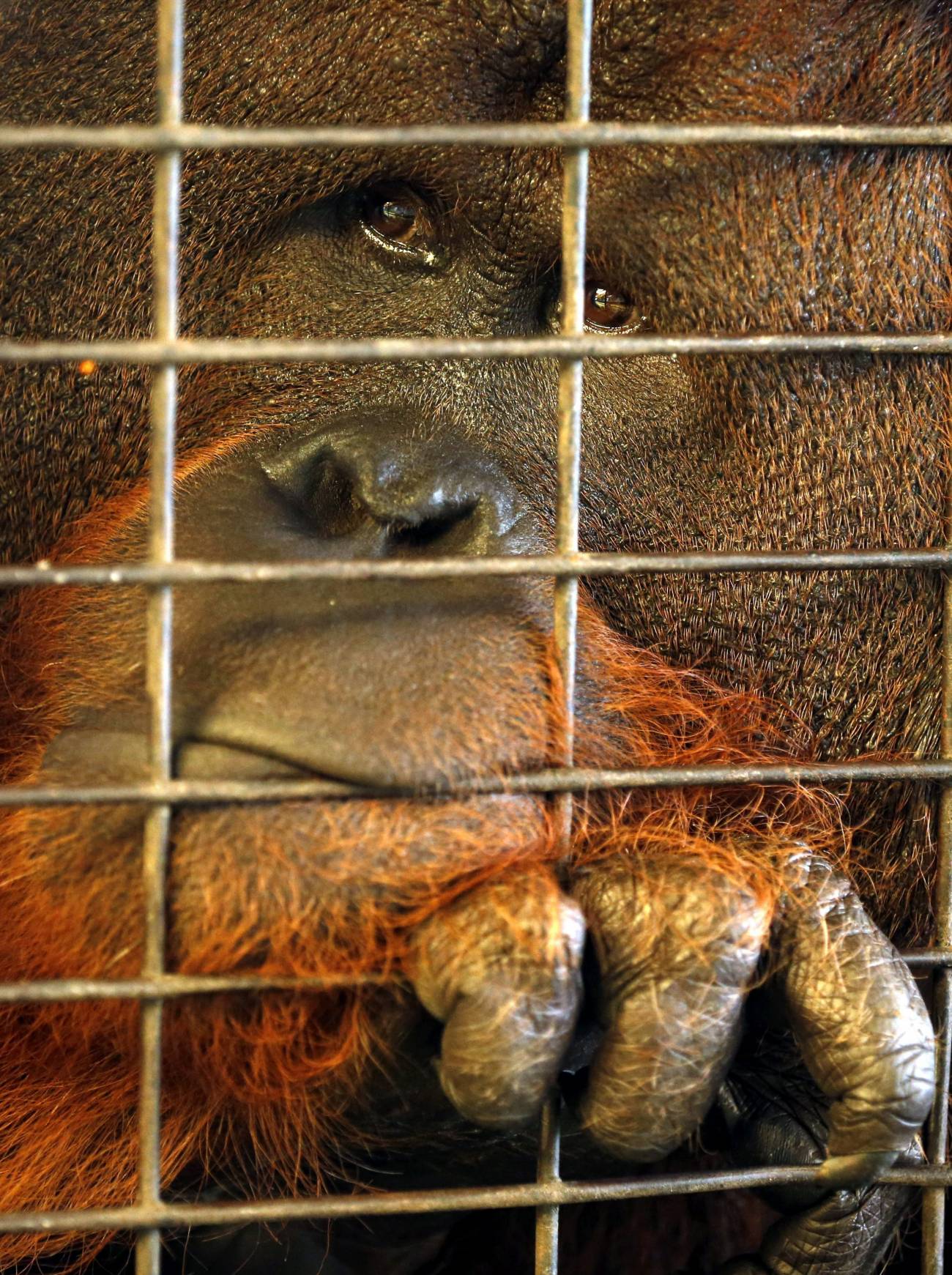 Un orangután se apoya en su jaula de un zoológico privado en Bangkok.