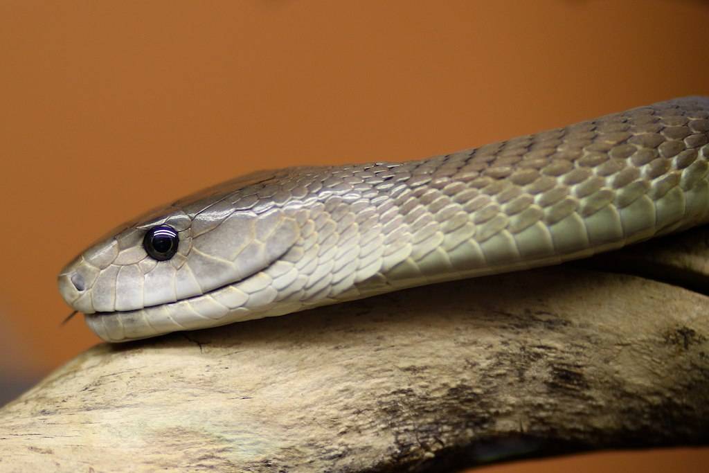 Dos toxinas halladas en el veneno de la serpiente mamba negra son capaces de aliviar el dolor. Imagen: Michael Ransburg 