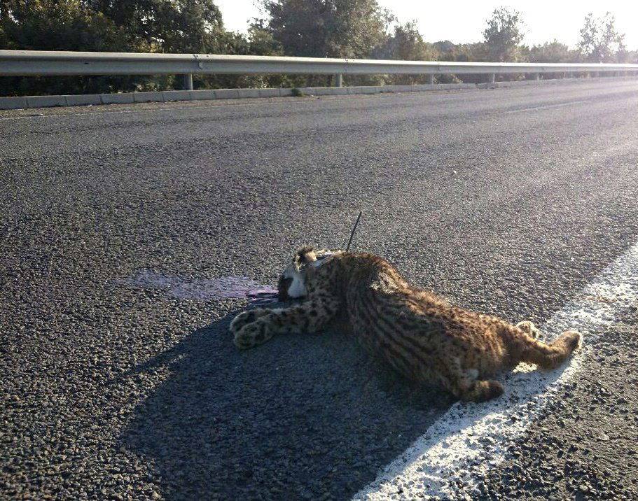 En la imagen, ejemplar de lince ibérico muerto esta mañana como consecuencia de un atropello en una carretera del entorno de Doñana. / Efe