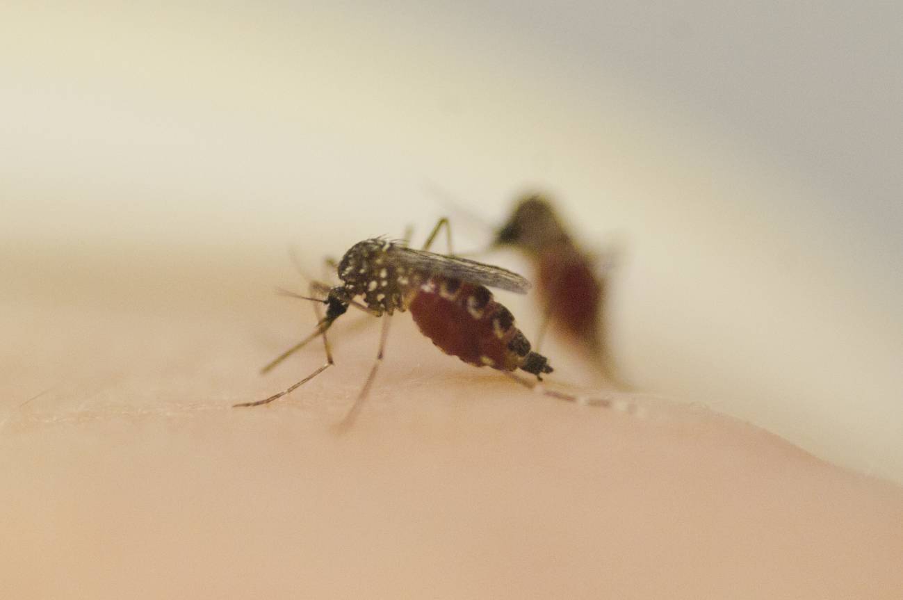 La hembra de Aedes aegypti es un peligroso transmisor del dengue y la fiebre amarilla. / Zach Veilleux