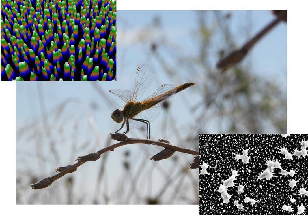 La sofisticada nanomorfología de las alas de las libélulas y su homólogo sintético, el sílicio negro. / Ivanova et al