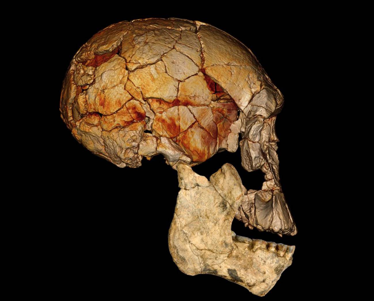 Cráneo KNM-ER 1470 , descubierto en 1972, junto con la nueva mandíbula inferior KNM-ER 60000. Se cree que ambos pertenecen a la misma especie. La mandíbula inferior es una reconstrucción fotográfica, y el cráneo es una imagen de escáner. Imagen: Mike Hettwer (National Geographic Society)  