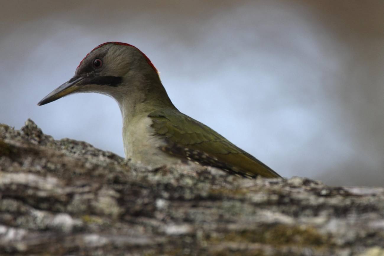 El pito real ibérico es el más común y extendido de nuestros pájaros carpinteros
