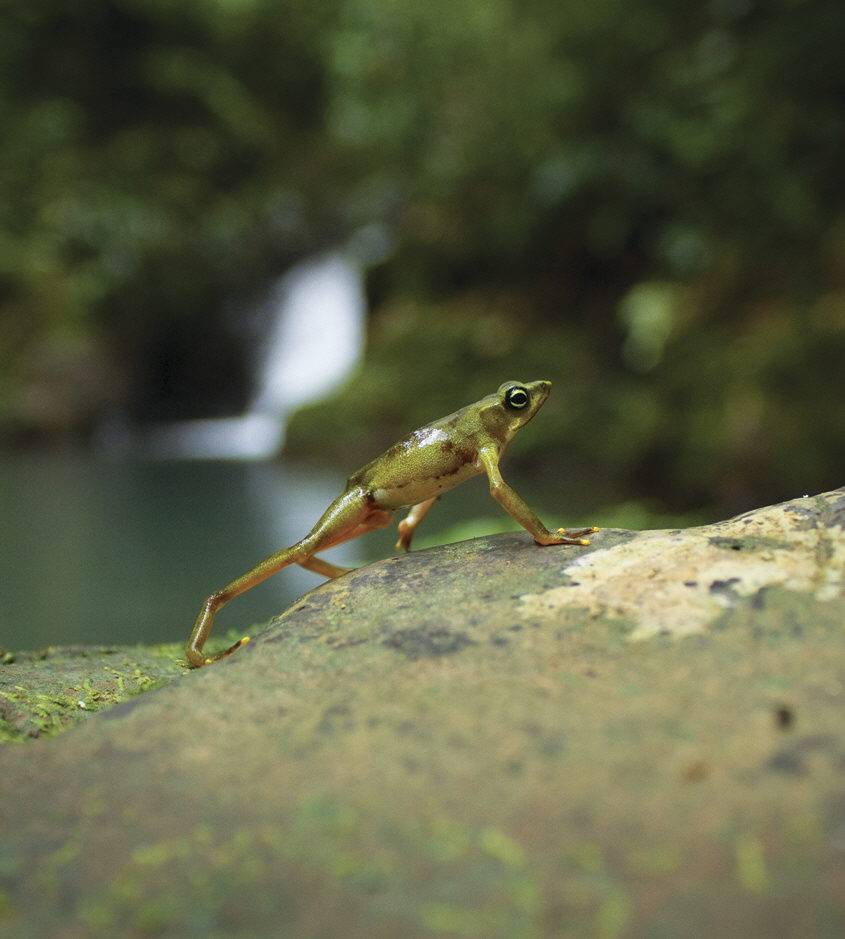 En la fotografía, una rana Atelopus limosus.