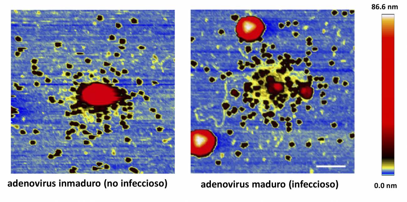 Imágenes de microscopía de fuerzas del estado final de desensamblaje de un virus inmaduro (izquierda) y maduro (derecha). / UAM