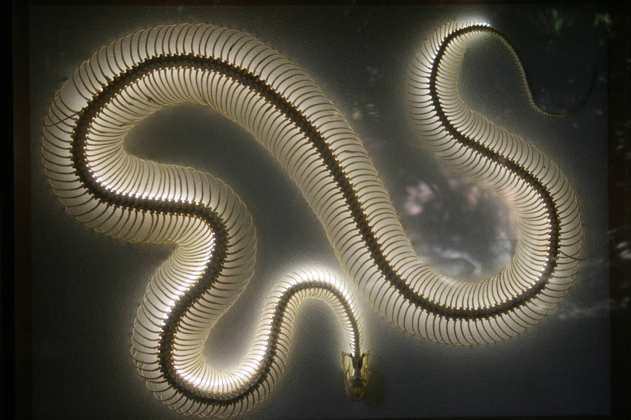 Esqueleto de serpiente en el Zoo de San Diego (EEUU). 
