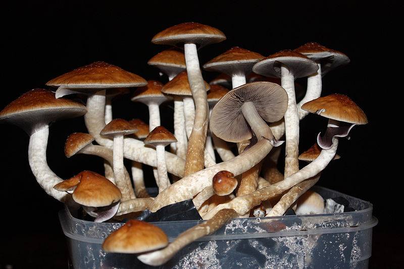 Psilocybe es un género de hongos conocidos por sus propiedades psicodélicas. En la imagen, Psilocybe cubensis. Imagen: Wikipedia