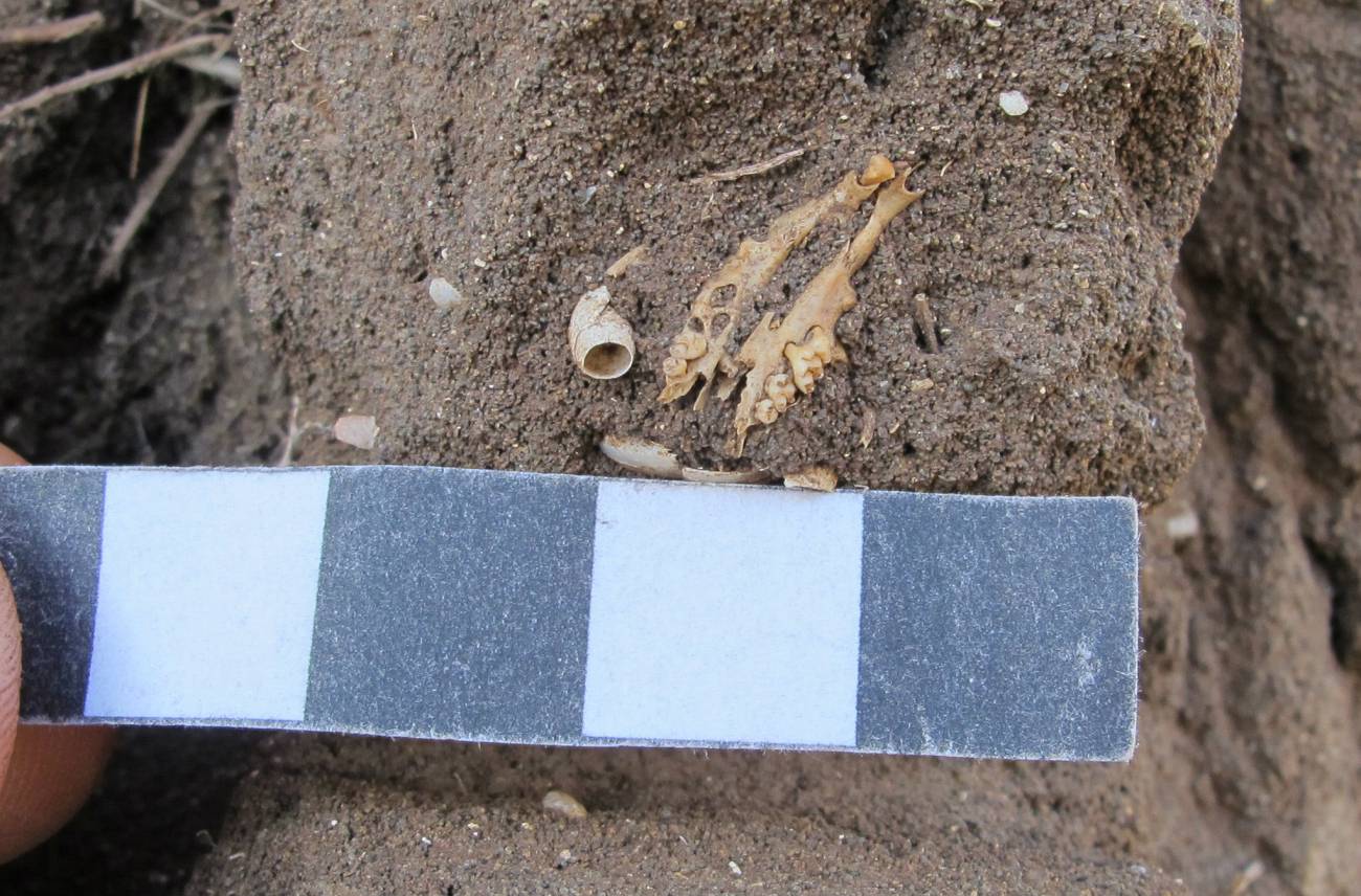 Restos de huesos antiguos de ratones domésticos hallados en Madeira. / CSIC