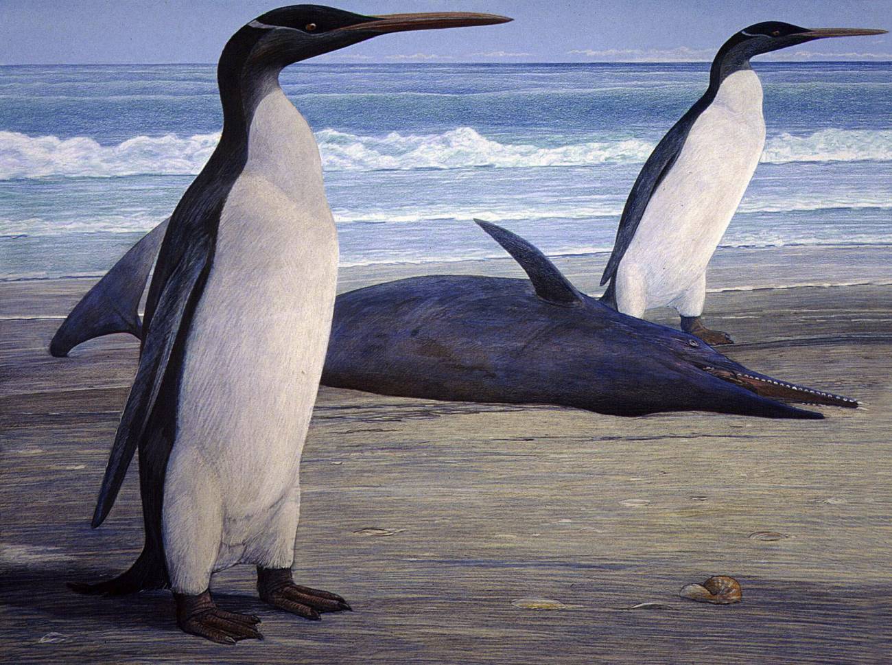 En la imagen, recreación artística realizada por el artista Chris Gaskin y cedida hoy por el Museo Geológico de la Universidad de Otago, en Nueva Zelanda, de dos pingüinos prehistóricos gigantes "Kairuku" que emergen en la orilla junto a un delfín "Waipatia".