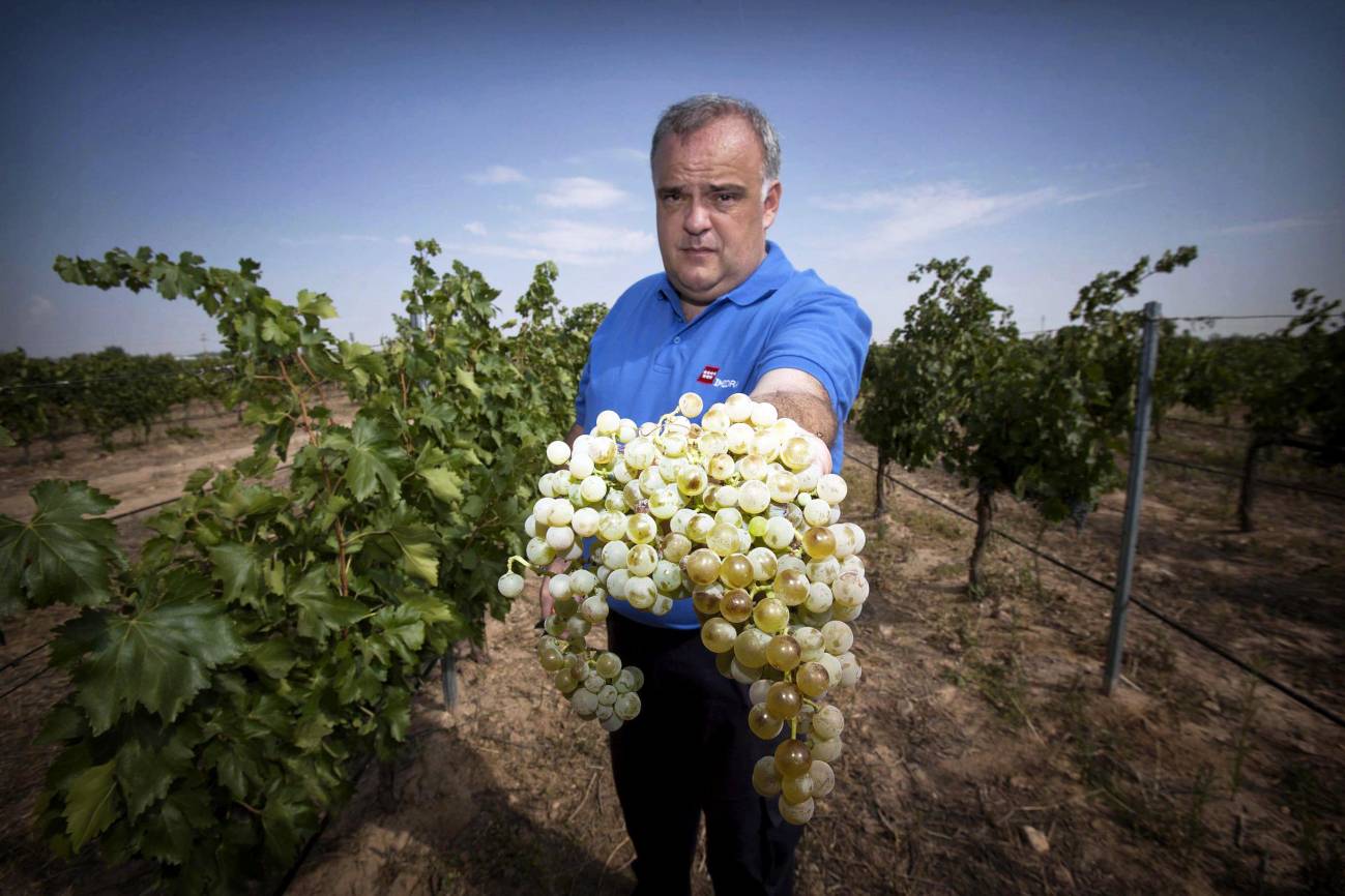 El proyecto de Félix Cabello ha logrado recuperar y poner en el mercado ocho variedades de vid minoritarias. En la imagen posa con la uva Torrontés de Madrid. Imagen: IMIDRA.  