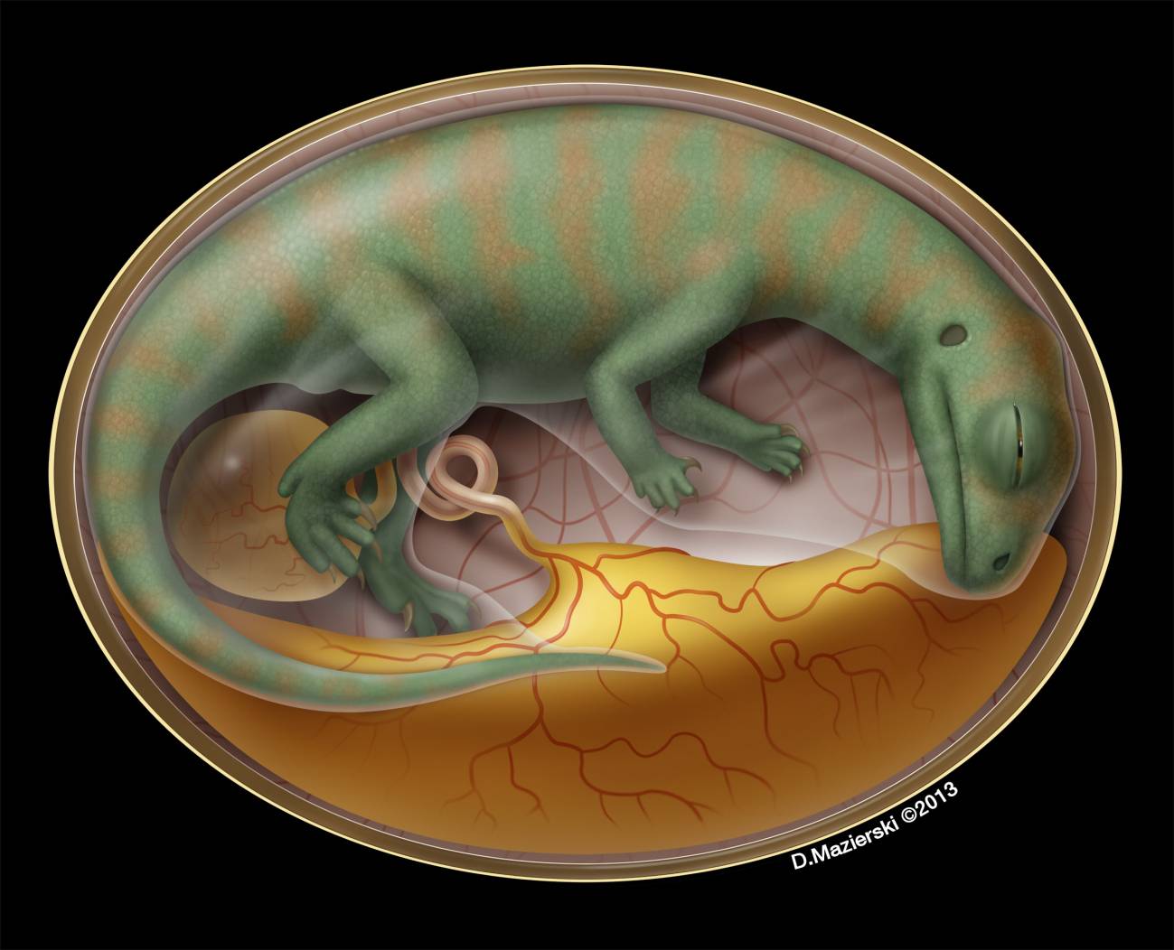 Embrión de dinosaurio. / Mazierski 