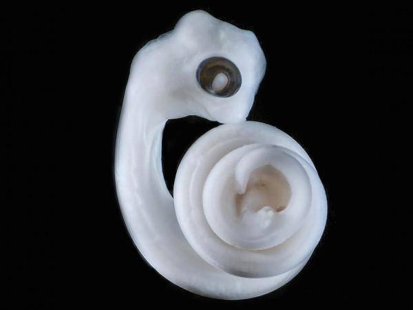 En el lugar donde estarían las piernas, si las serpientes las tuvieran, surgen unos minúsculos brotes que se convertirán en los hemipenes de este embrión. / Patrick Tschopp, Harvard Medical School