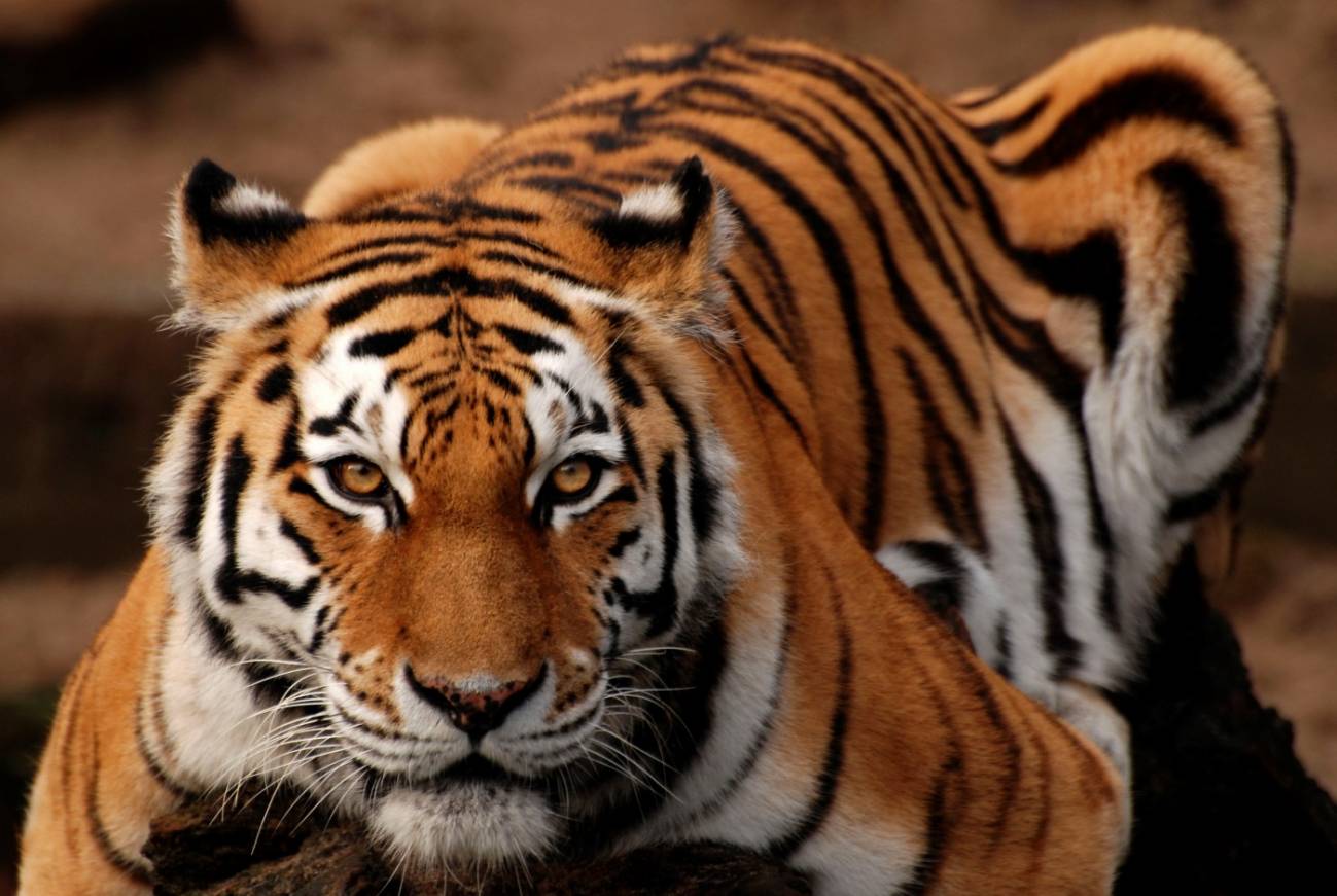 Tigre de Amur (Panthera tigris altaica). / Laura Bertola.
