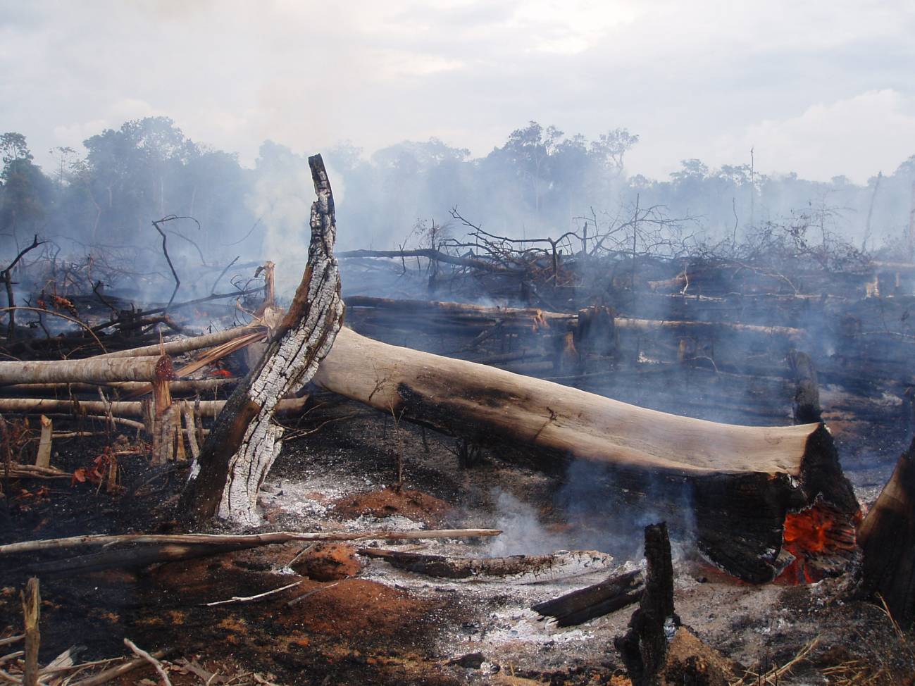 Bosque en Mato Grosso, Brasil, devastada por un incendio