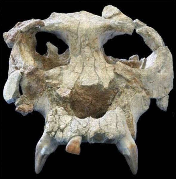 Cráneo de Pierolapithecus catalaunicus, recuperado en 2002 en el vertedero de Can Mata (Els Hostalets de Pierola. 
