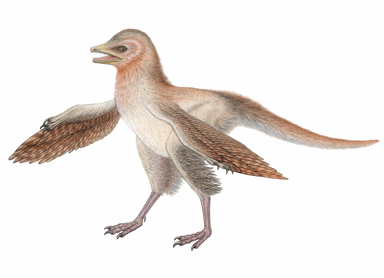 Reconstrucción del  Eosinopteryx hallado en China. Imagen: Royal Belgian of Natural Sciences
