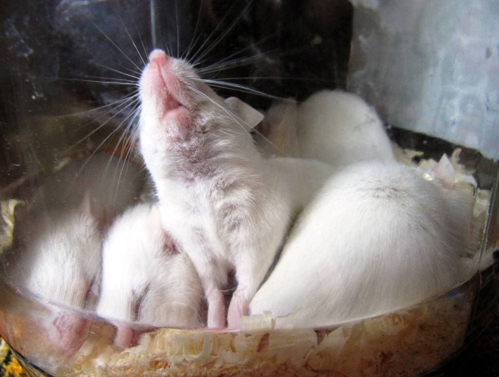 Un gen combate el cáncer, la obesidad y alarga la vida en ratones