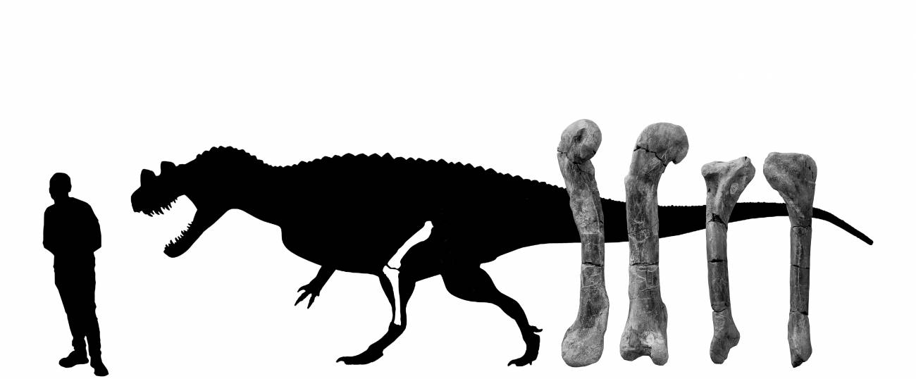 Silueta del ‘Ceratosaurus’ a escala e imagen del fémur y la tibia del ejemplar portugués / GBE-UNED.