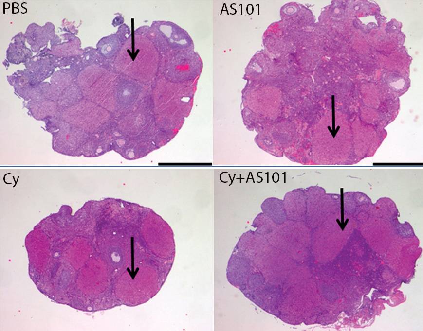 AS101 protege la reserva de huevos en los ovarios de las ratonas tratadas con ciclofosfamida (Cy). / Science Translational Medicine (AAAS)
