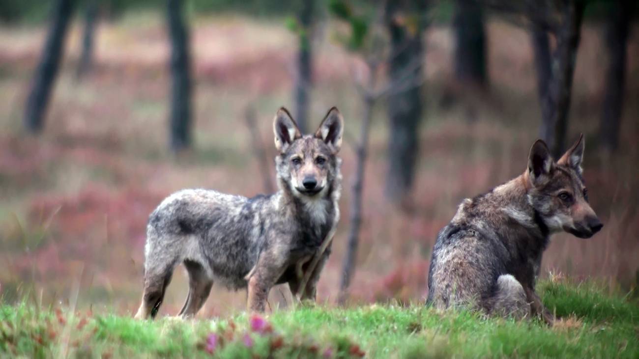 Dos lobos ibéricos en el norte de España. / Francisco Javier Lema 