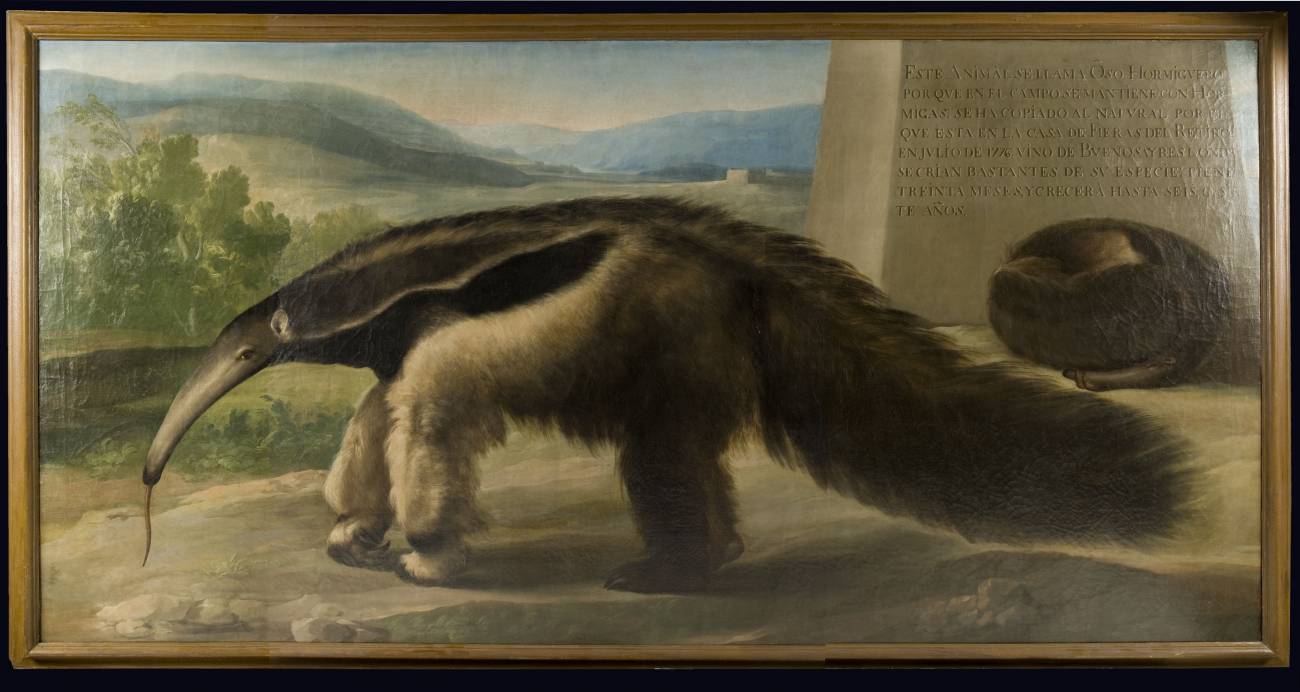 Un óleo atribuido a Francisco de Goya se expone por primera vez en el Museo Nacional de Ciencias Naturales