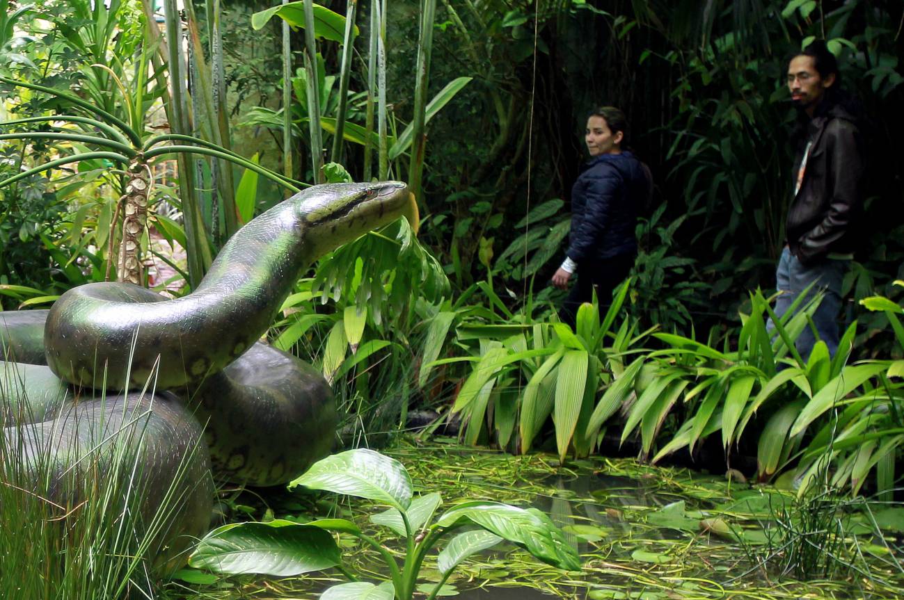 Visitantes observan una réplica de la Titanoboa en el Jardín Botánico de Bogotá (Colombia). / Efe