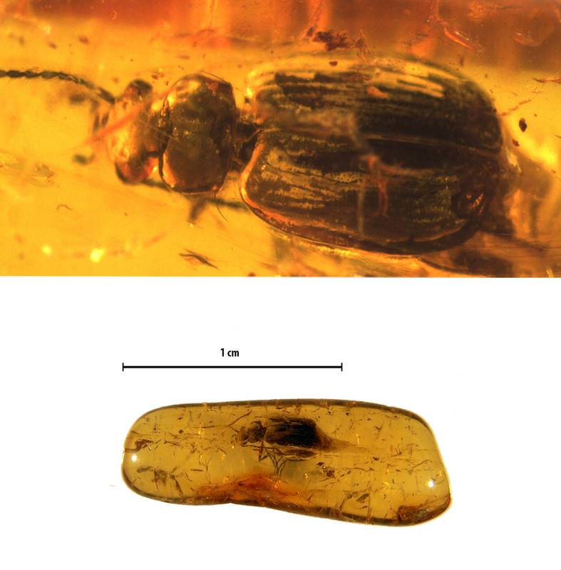 La imagen superior muestra la vista dorsal de Coptodera elektra y la inferior, la pieza de ámbar con el fósil. / Sara Gamboa